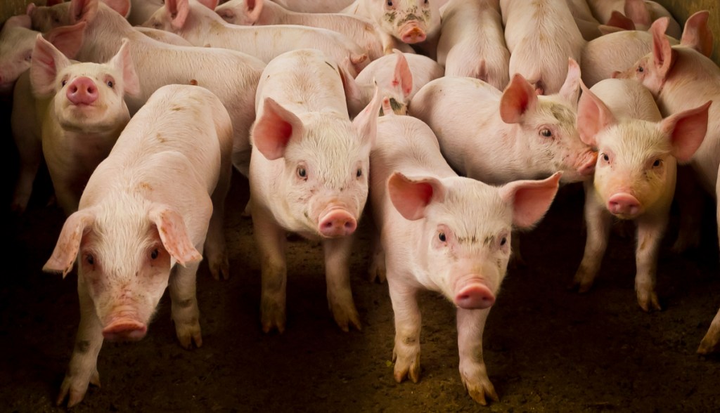 Imagem da matéria: “Abate de porcos”: Conheça o golpe com criptomoedas que está fazendo vítimas no LinkedIn e no Tinder