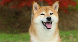 Shiba Inu