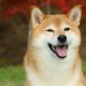 Shiba Inu