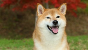 Shiba Inu