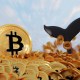 Cauda de baleia sob um mar de moedas de bitcoin