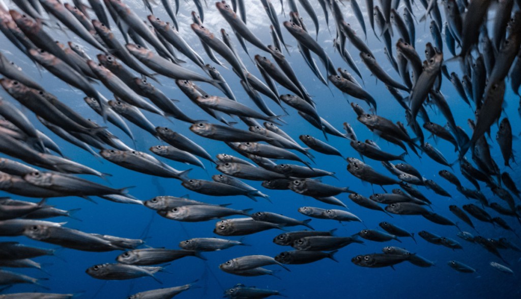 Cardume de sardinhas