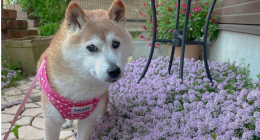 Cachorro Shiba Inu que inspitou Dogecoin