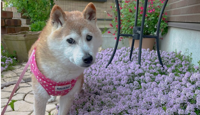 Cachorro Shiba Inu que inspitou Dogecoin