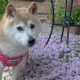 Kabosu, a cachorrinha Shiba Inu que inspirou a Dogecoin