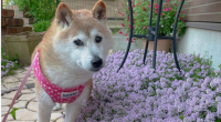 Imagem da matéria: Cachorra que inspirou Dogecoin e Shiba Inu se recupera de doença e anima a Internet