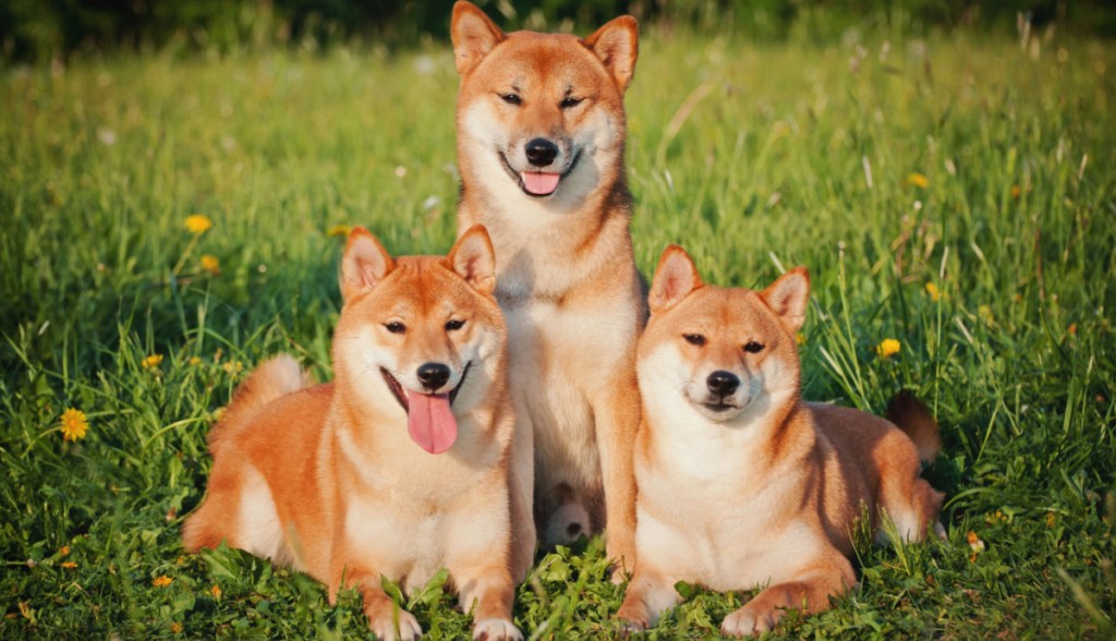 Tres cachorros da raça Shiba Inu