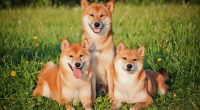 Tres cachorros da raça Shiba Inu