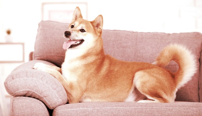 Cão da raça Shina Inu posa para foto em um Sofá