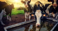 Vacas bebdendo água - ao fundo campos verdes