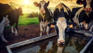 Vacas bebdendo água - ao fundo campos verdes