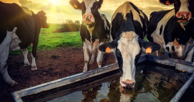 Vacas bebdendo água - ao fundo campos verdes