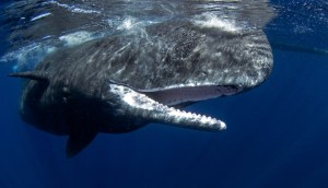 Imagem da matéria: Baleia de memecoins: maior holder de PEPE também possui milhões em SHIB e FLOKI