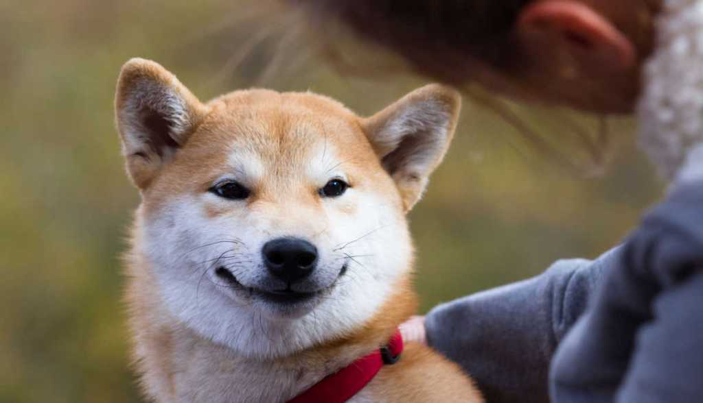 Imagem da matéria: Baleias de dogecoin movimentam US$ 147 milhões após troca de símbolo do Twitter