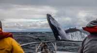 salto de baleia