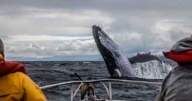 salto de baleia