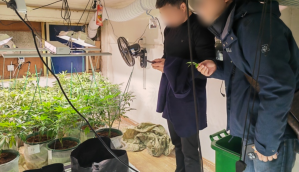 Polícia Chinesa em plantação de drogas (maconha) durante operação