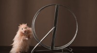 hamster corrida roda