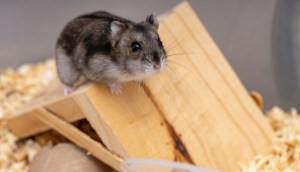 Imagem da matéria: Corridas de hamsters com apostas em criptomoedas viram mania na internet. Afinal, o que pode dar errado?