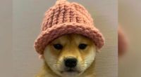 Cachorro com chapéu da criptomoeda Dogwifhat