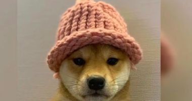 Cachorro com chapéu da criptomoeda Dogwifhat