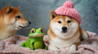cão e sapo que representam memecoins