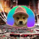 Imagem da matéria: Dogwifhat arrecada R$ 3,4 milhões para colocar memecoin na esfera de Las Vegas