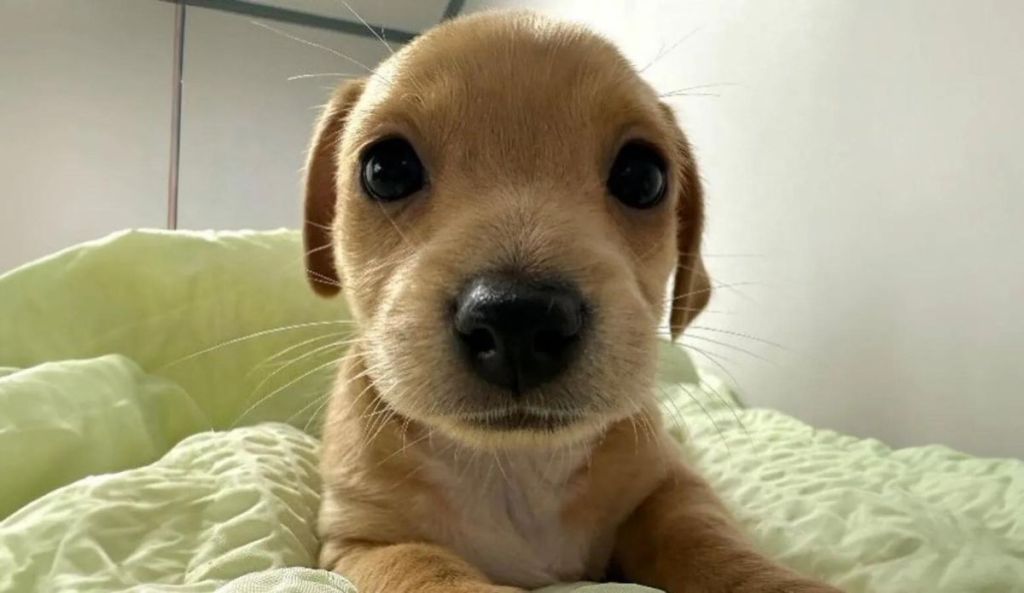 Imagem da matéria: Memecoin da Solana, Billy dispara para uma capitalização de mercado de US$ 117 milhões