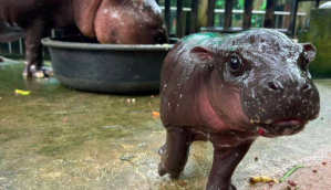 Imagem da matéria: Moo Deng dispara 530% em semana explosiva para memecoins