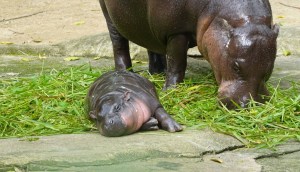 Imagem da matéria: Trader deixa de lucrar R$ 55 milhões com Moo Deng ao segurar memecoin