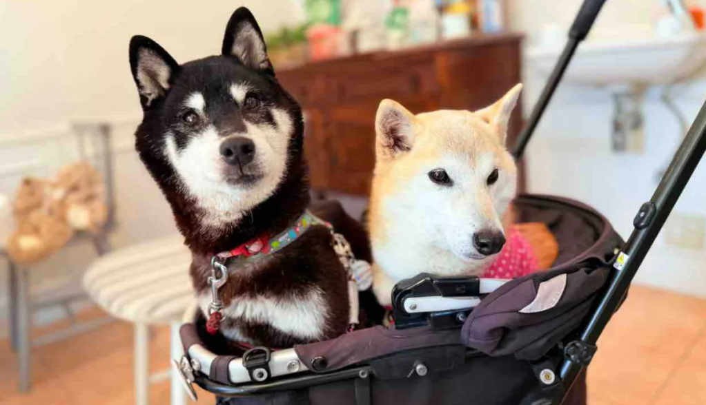 Imagem da matéria: Próximo Doge? Novo cão da dona do Shiba Inu original inspira memecoin Cocoro